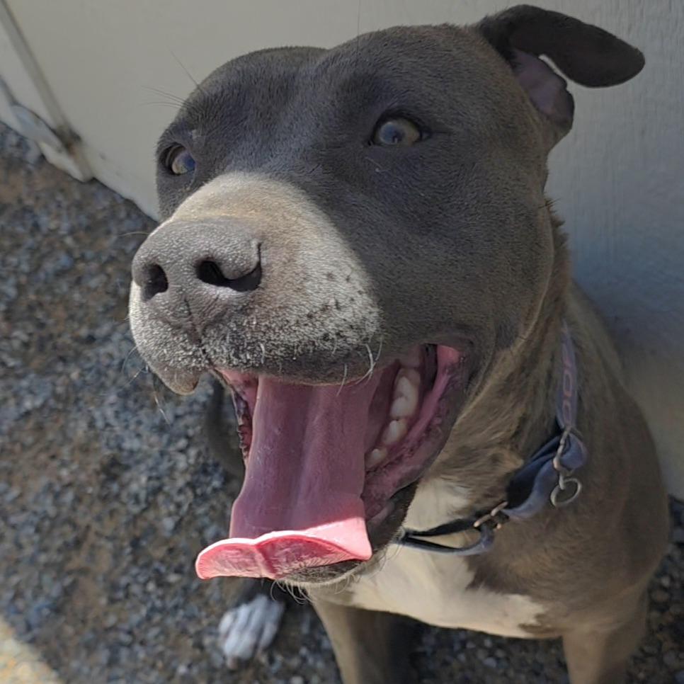 Paris, a Adoptable mixed breed in Bernalillo, NM image 2/5