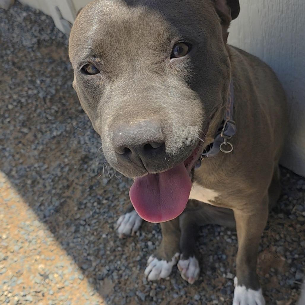 Paris, a Adoptable mixed breed in Bernalillo, NM image 3/5