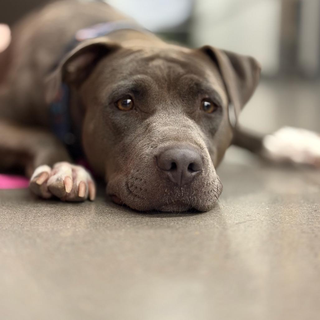 Paris, a Adoptable mixed breed in Bernalillo, NM image 1/5