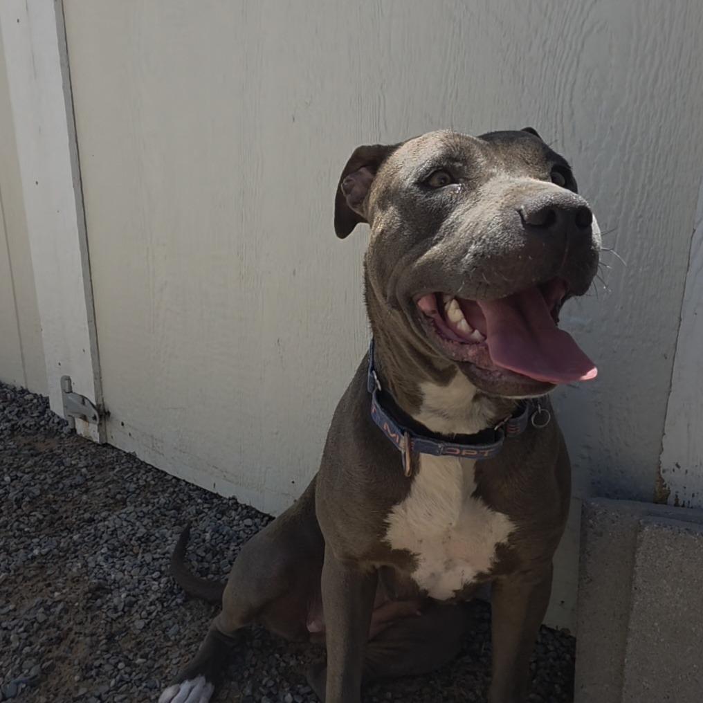 Paris, a Adoptable mixed breed in Bernalillo, NM image 4/5
