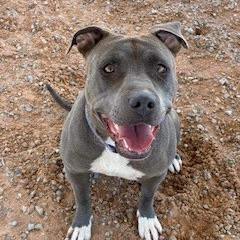 Paris, a Adoptable mixed breed in Bernalillo, NM image 5/5