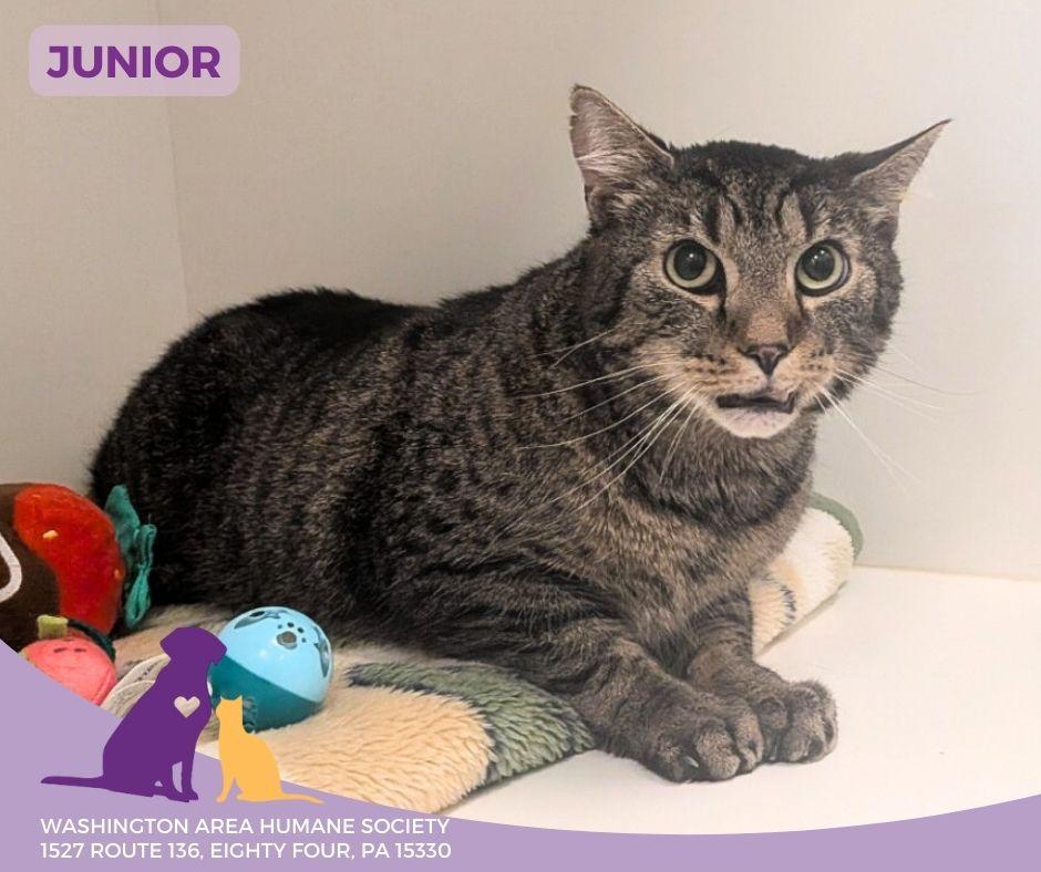Junior, adopted, Senior Male Domestic Short Hair.