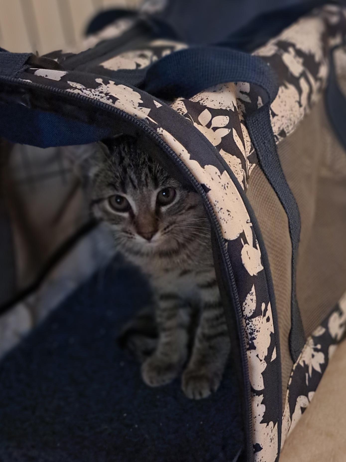 Enlarge Kaelinn, a Adoptable Domestic Short Hair in Mesa, AZ image 2/6