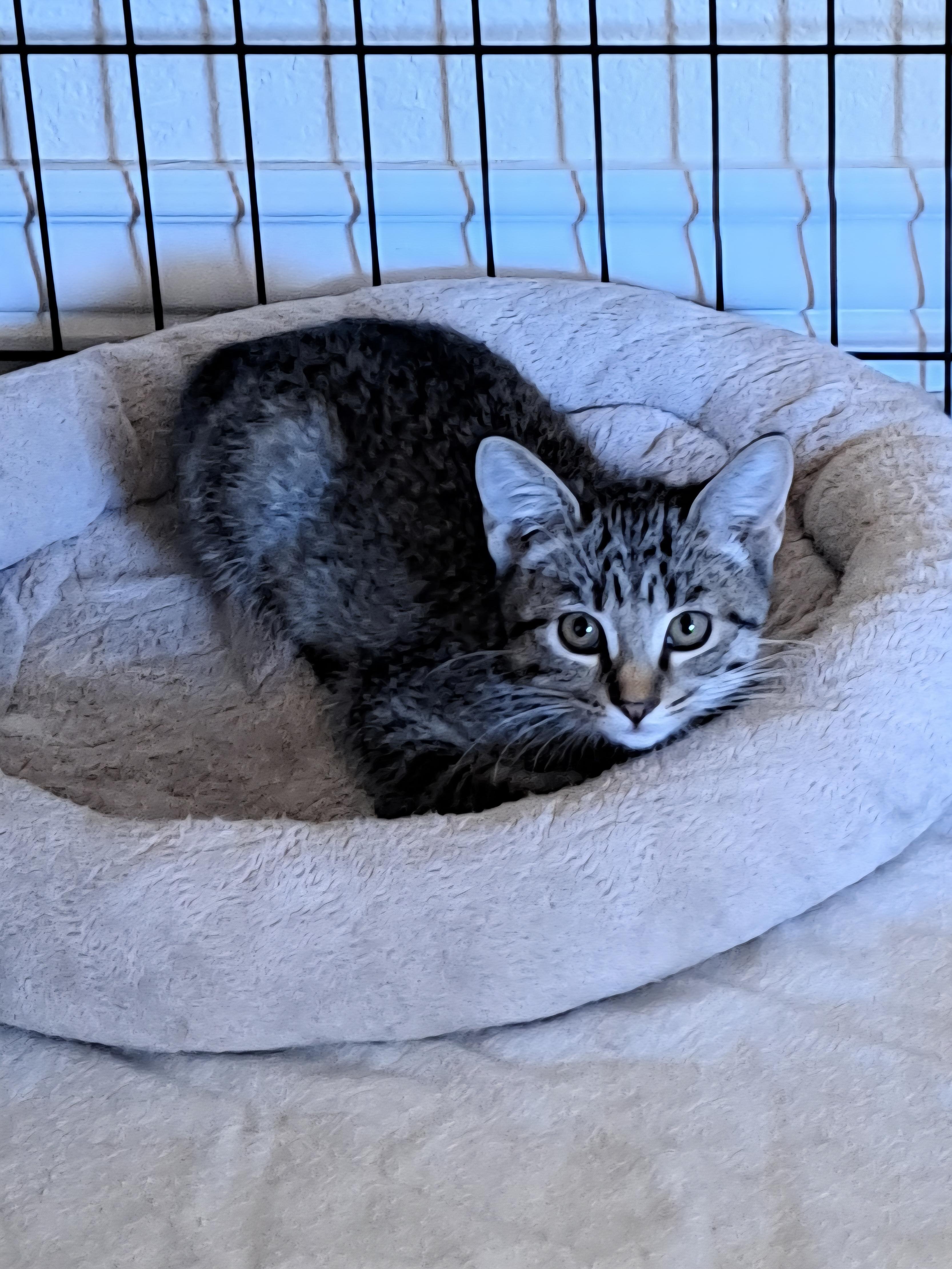 Enlarge Kaelinn, a Adoptable Domestic Short Hair in Mesa, AZ image 3/6