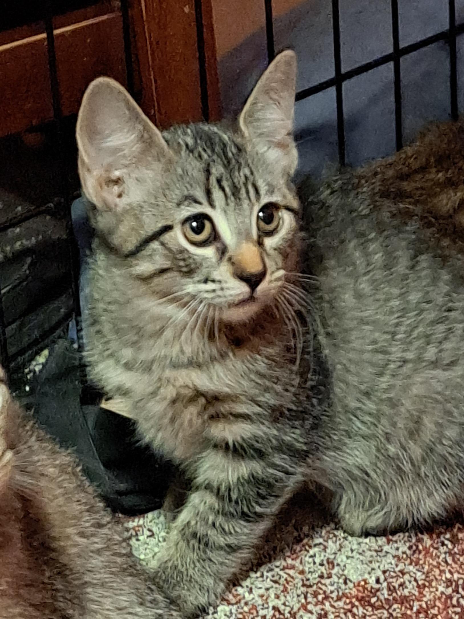 Enlarge Kaelinn, a Adoptable Domestic Short Hair in Mesa, AZ image 4/6