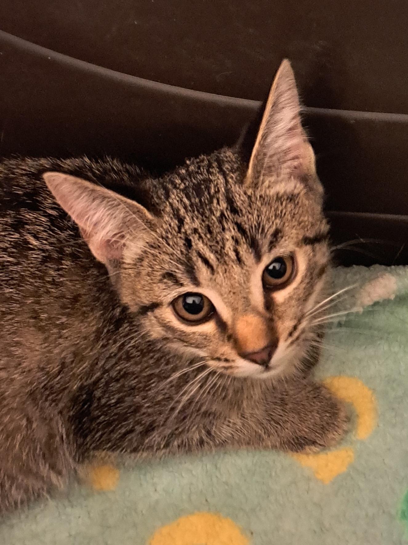 Enlarge Kaelinn, a Adoptable Domestic Short Hair in Mesa, AZ image 1/6