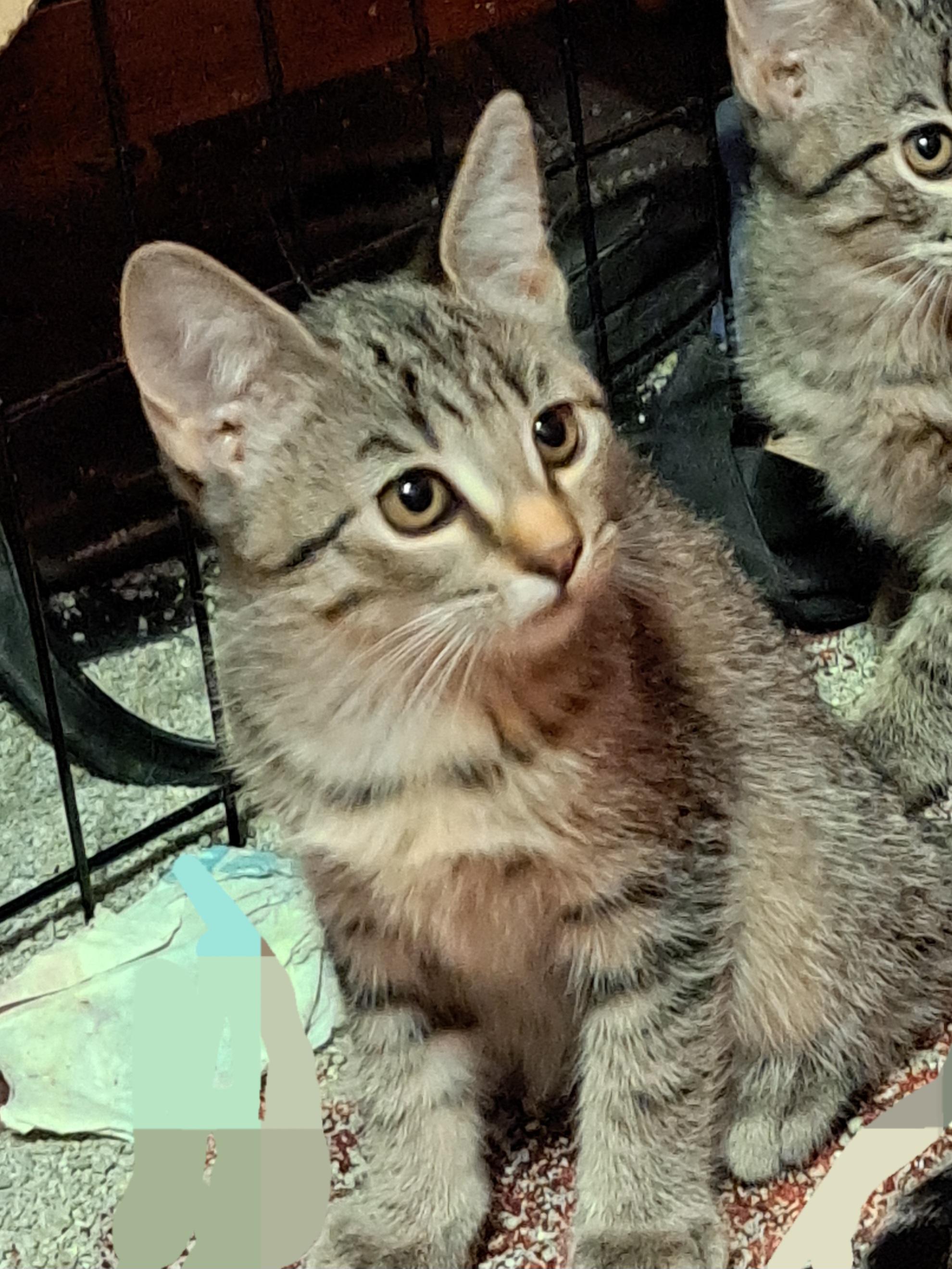 Enlarge Kaelinn, a Adoptable Domestic Short Hair in Mesa, AZ image 5/6