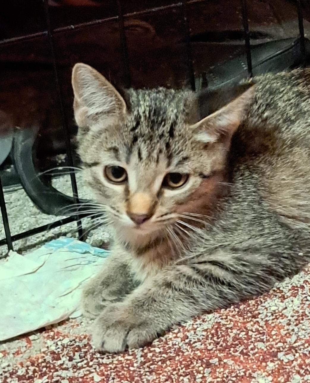 Enlarge Kaelinn, a Adoptable Domestic Short Hair in Mesa, AZ image 6/6