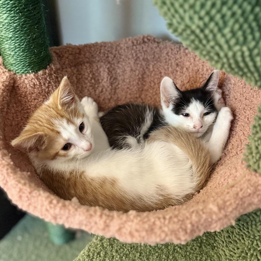 Vanilla, Adoptable, Kitten Female Domestic Short Hair.