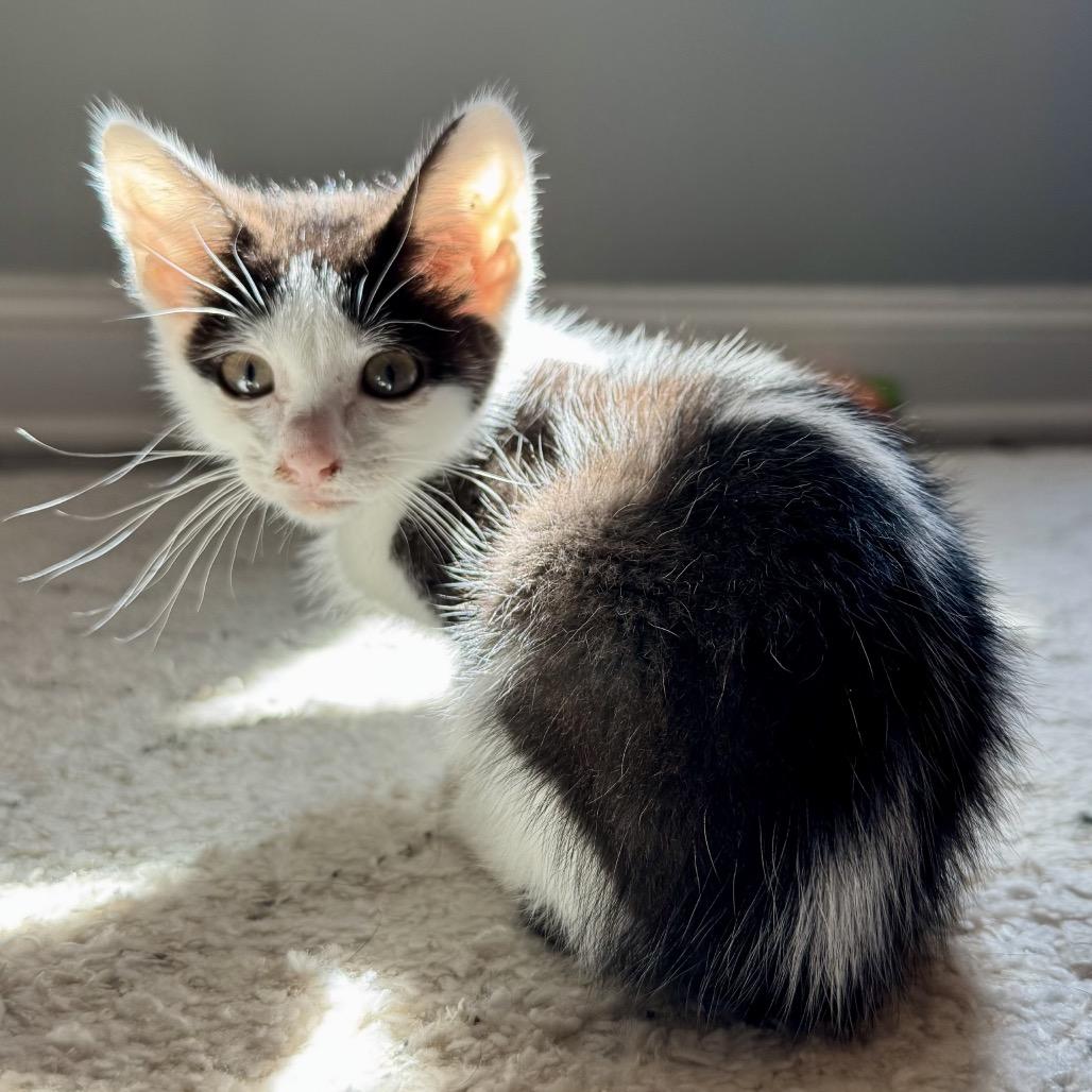 Enlarge Vanilla, a Adoptable Domestic Short Hair in Fairfax, VA image 2/6
