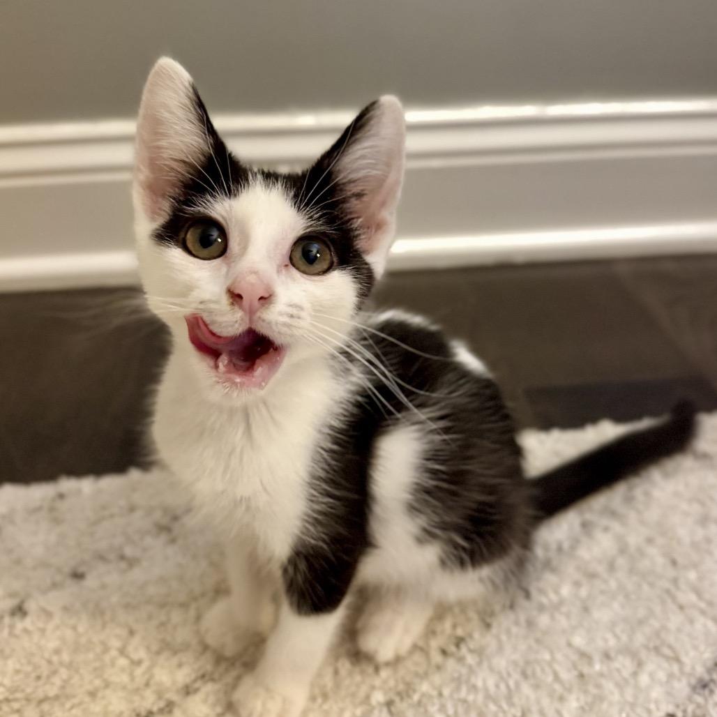 Enlarge Vanilla, a Adoptable Domestic Short Hair in Fairfax, VA image 3/6