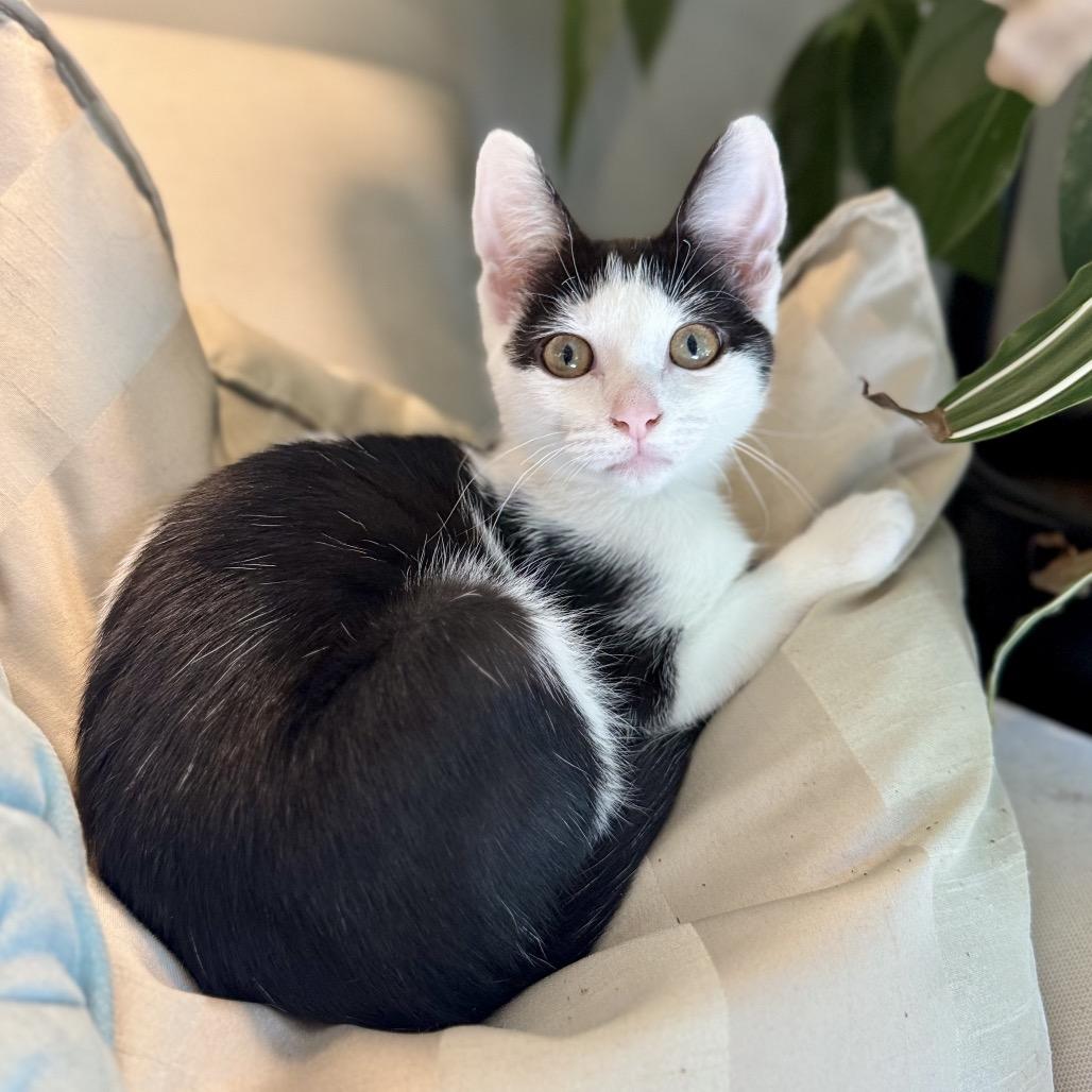 Enlarge Vanilla, a Adoptable Domestic Short Hair in Fairfax, VA image 4/6