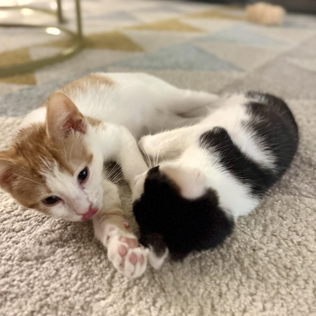 Enlarge Vanilla, a Adoptable Domestic Short Hair in Fairfax, VA image 5/6
