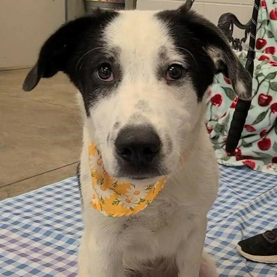 Marbles, Adoptable, Young Female Great Pyrenees.