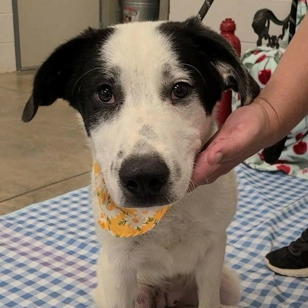 Enlarge Marbles, a Adoptable Great Pyrenees in Enterprise, AL image 2/2