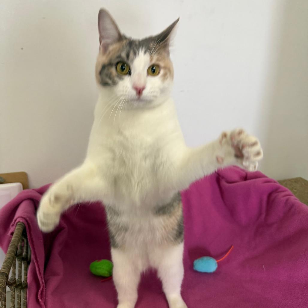 Enlarge Cailynn, a Adoptable Domestic Short Hair in Houston, TX image 1/6