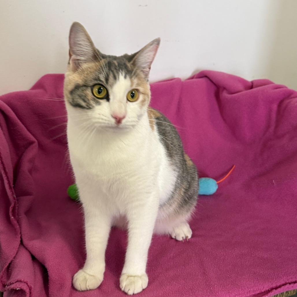 Enlarge Cailynn, a Adoptable Domestic Short Hair in Houston, TX image 2/6