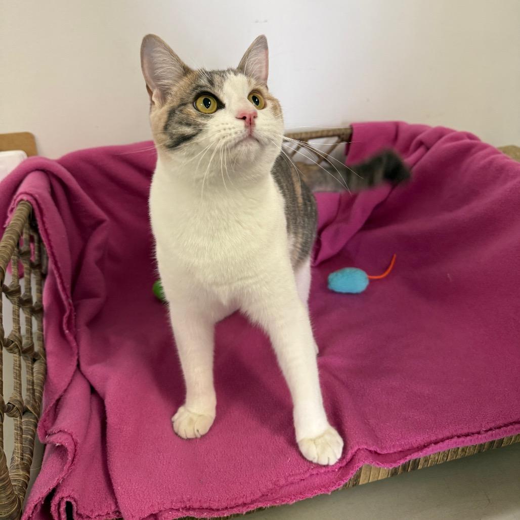 Enlarge Cailynn, a Adoptable Domestic Short Hair in Houston, TX image 3/6