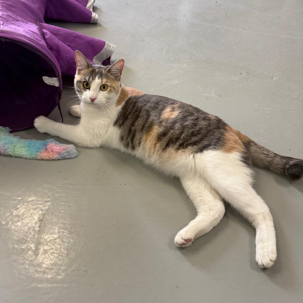 Enlarge Cailynn, a Adoptable Domestic Short Hair in Houston, TX image 4/6