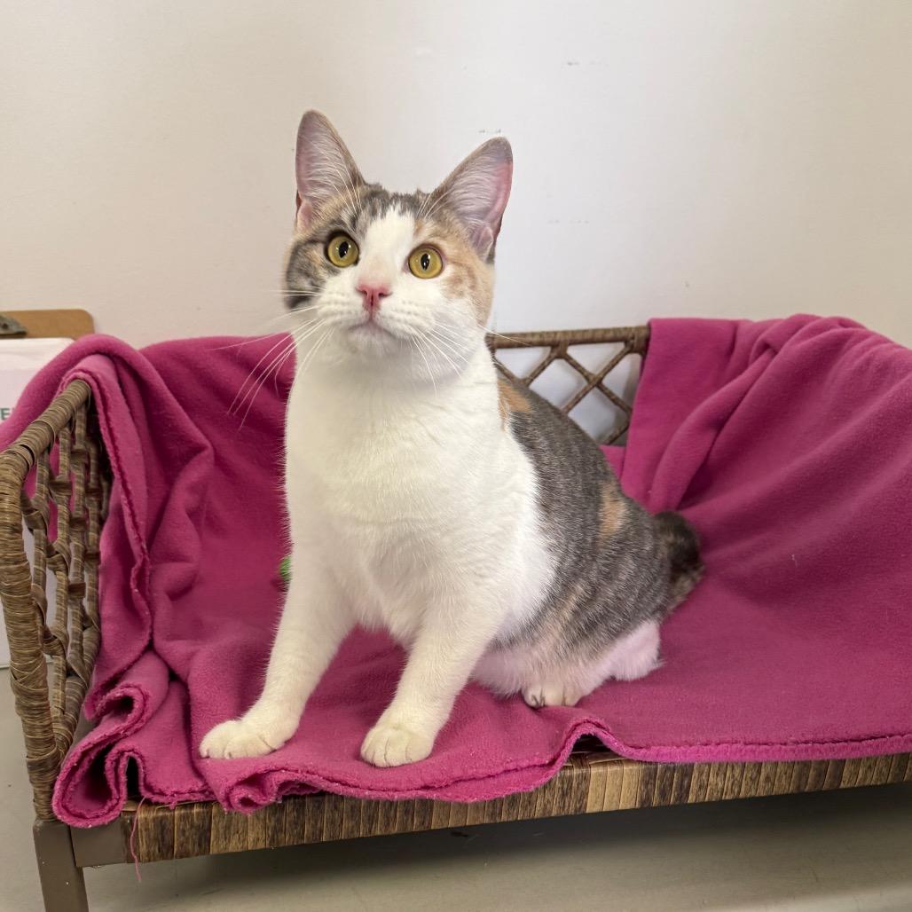 Enlarge Cailynn, a Adoptable Domestic Short Hair in Houston, TX image 6/6