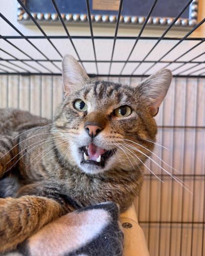 Ziggy, ADOPTABLE, Young Male Domestic Short Hair.