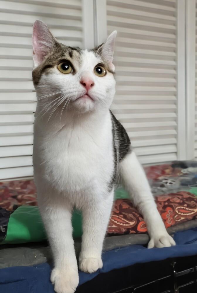 Lorraine, Adoptable, Young Female Domestic Short Hair.