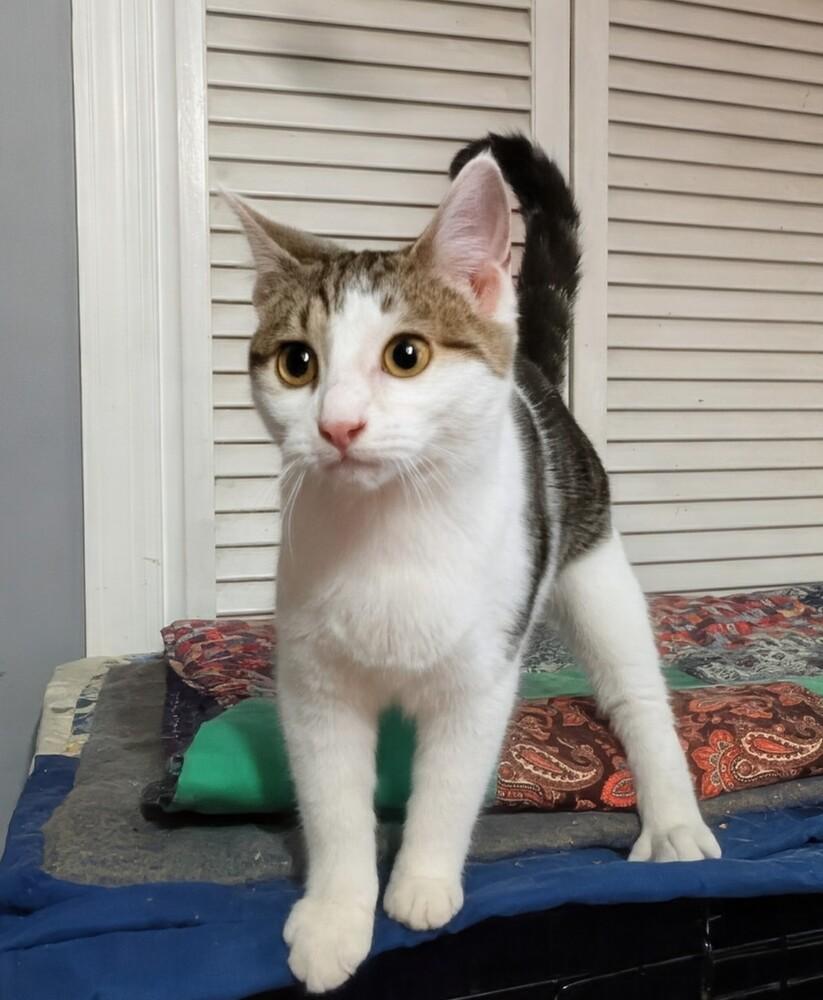 Enlarge Lorraine, a Adoptable mixed breed in Jackson, GA image 3/6