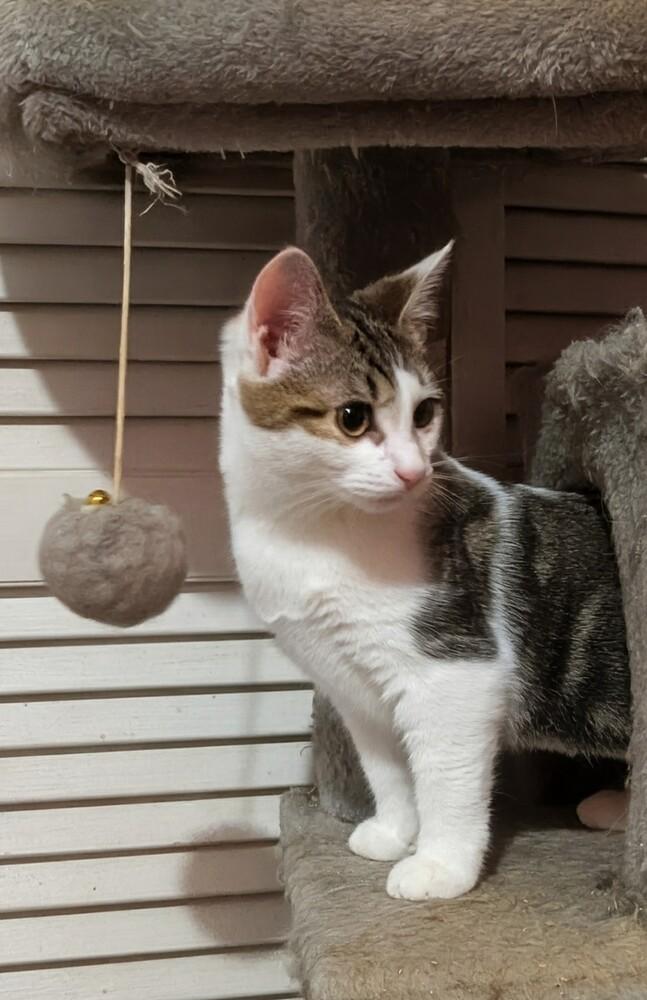 Enlarge Lorraine, a Adoptable mixed breed in Jackson, GA image 4/6