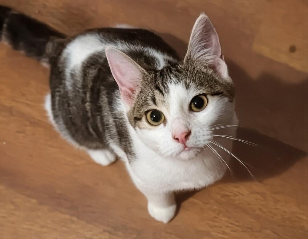 Enlarge Lorraine, a Adoptable mixed breed in Jackson, GA image 5/6