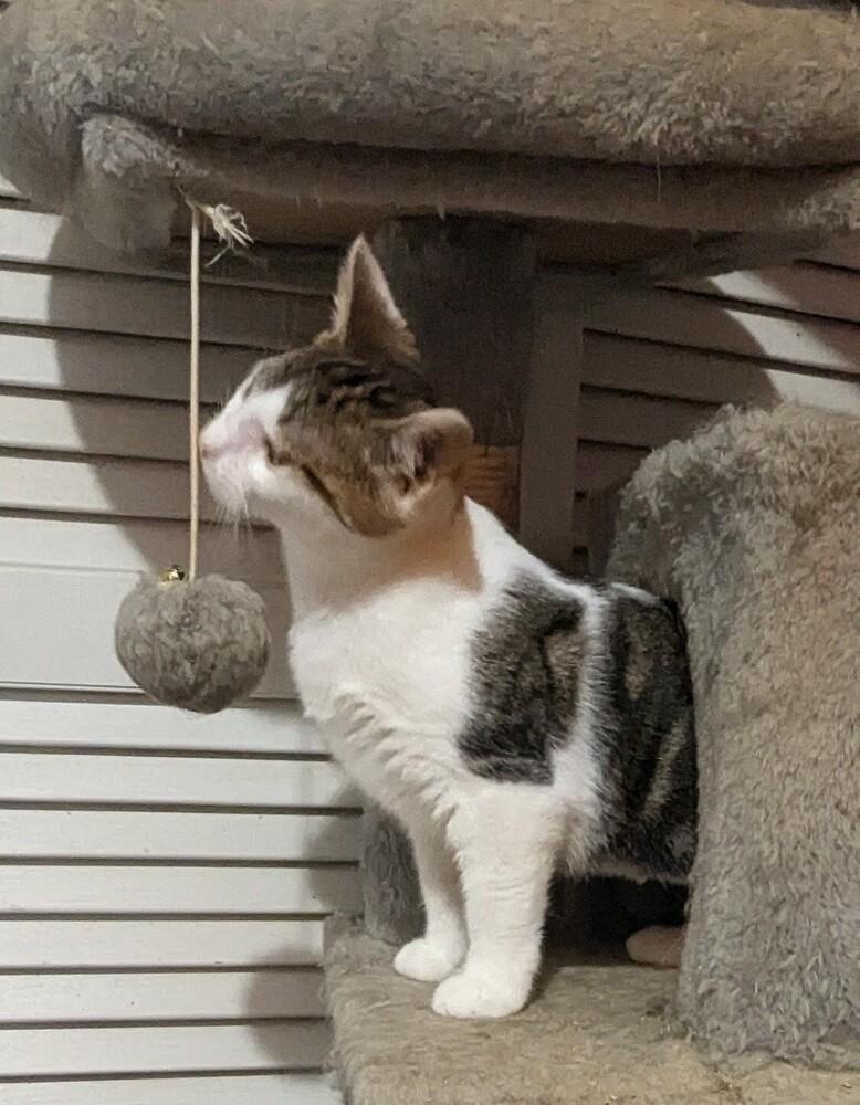 Enlarge Lorraine, a Adoptable mixed breed in Jackson, GA image 6/6