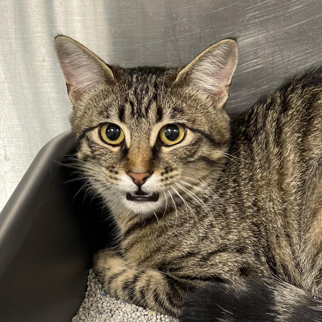 Enlarge Rosemary, a Adoptable Domestic Short Hair in Tulsa, OK image 1/1