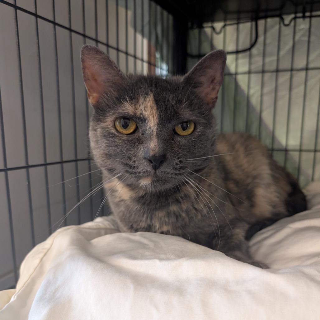 Enlarge Coco, a Adoptable Domestic Short Hair in Saugerties, NY image 2/2