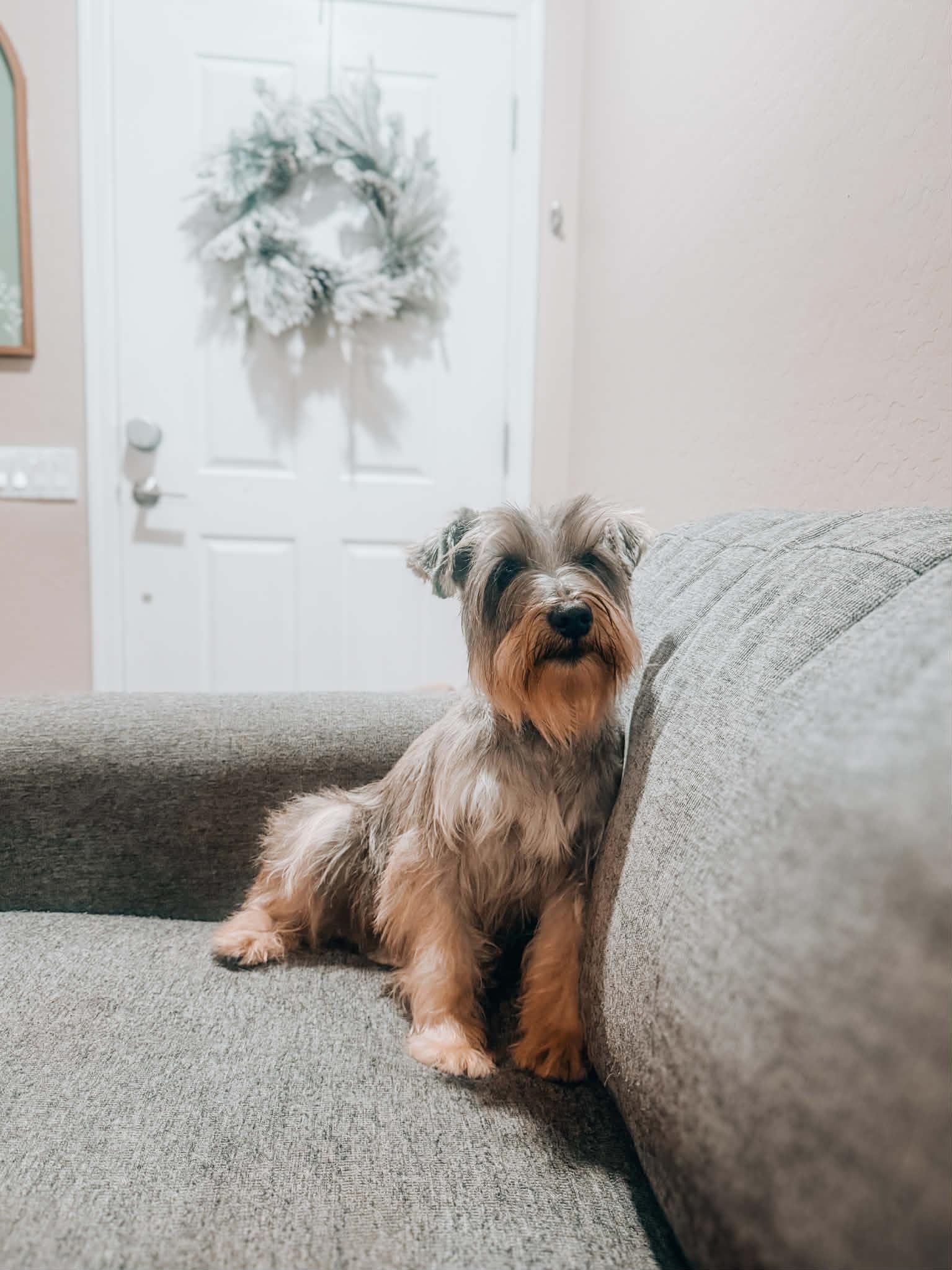 Enlarge Leopold, a ADOPTABLE Miniature Schnauzer in Goodyear, AZ image 1/1