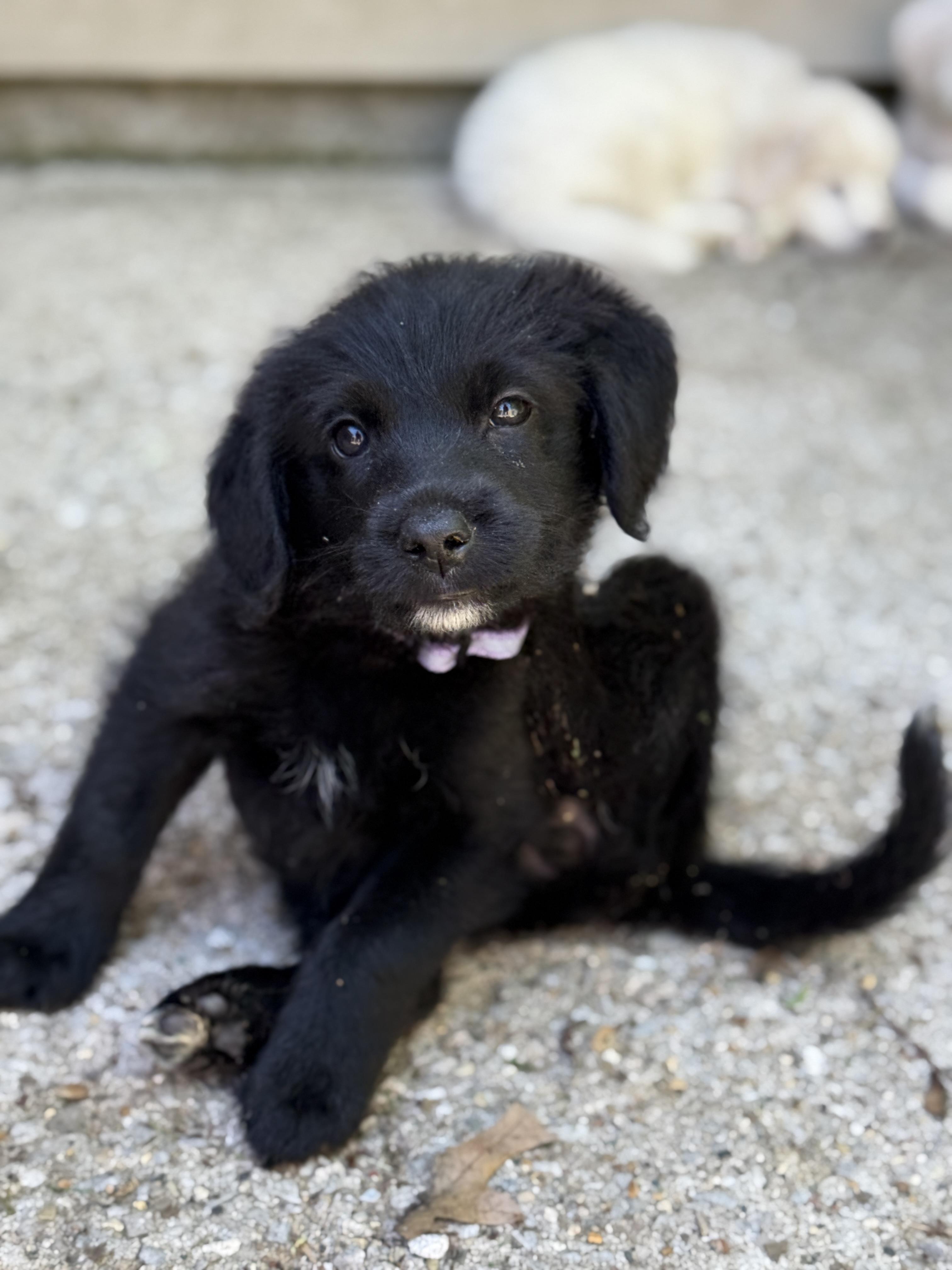 Enlarge Jillian, a ADOPTABLE mixed breed in Jeffersonville, IN image 3/3