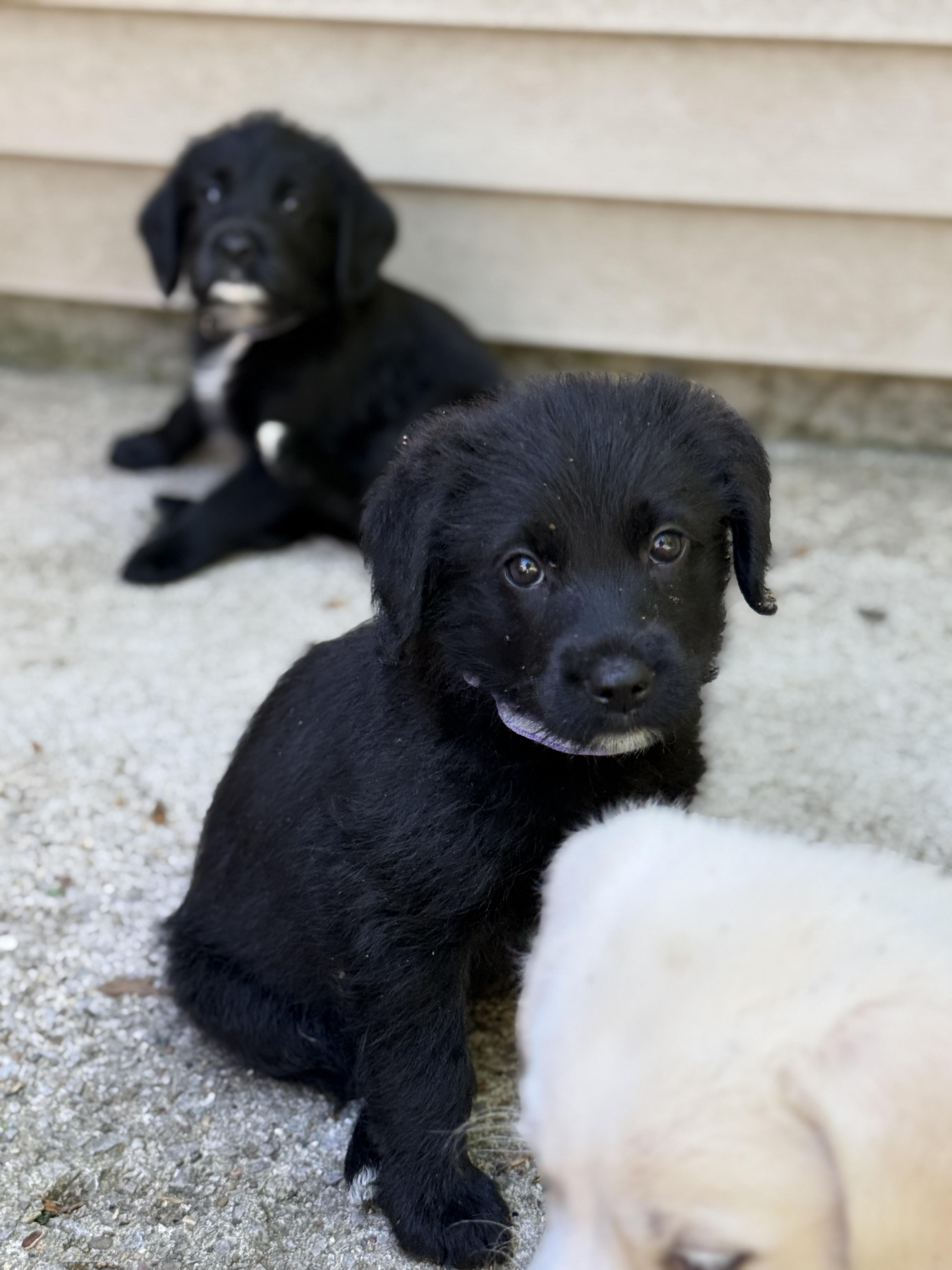 Enlarge Jillian, a ADOPTABLE mixed breed in Jeffersonville, IN image 2/3