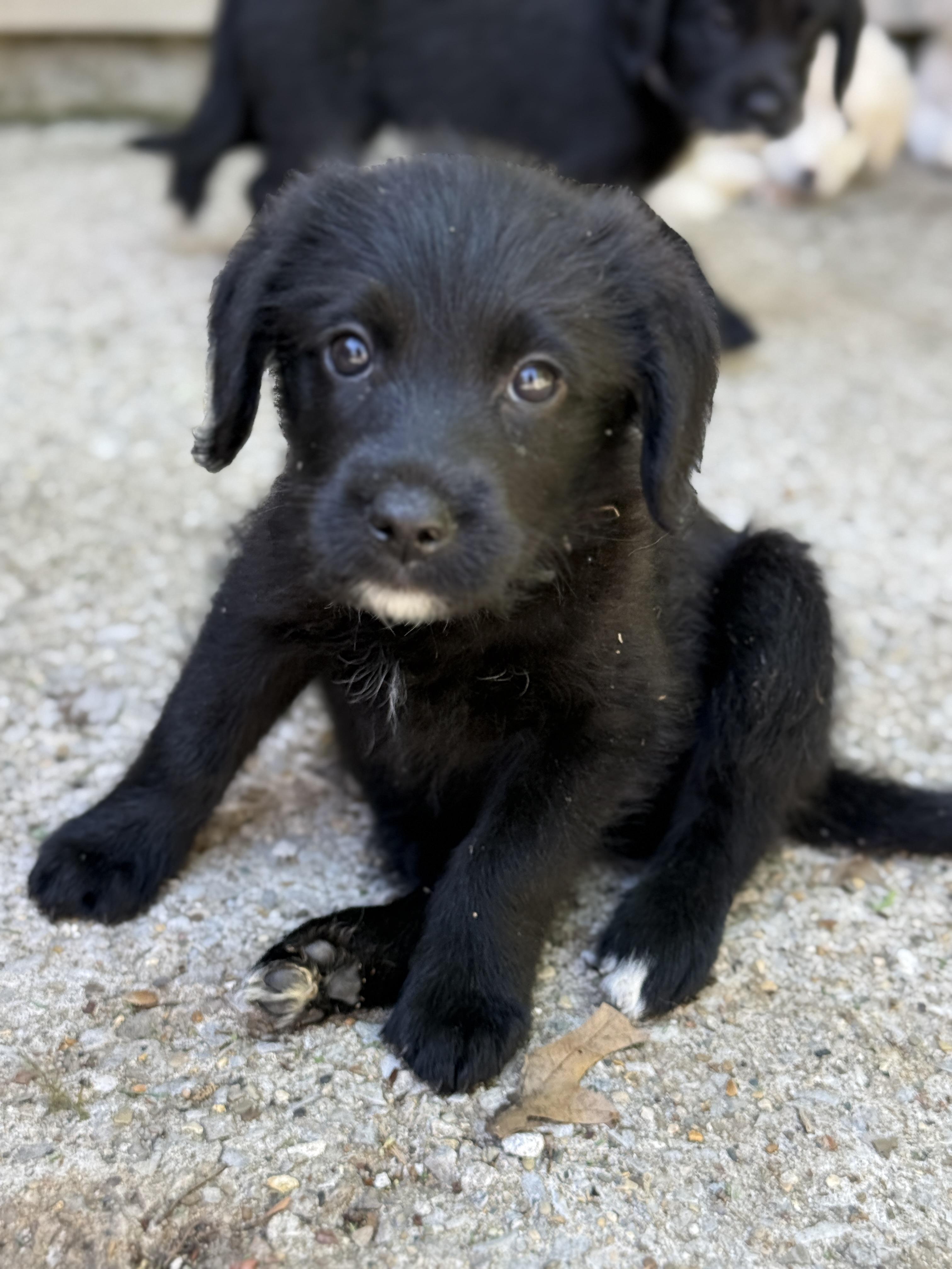 Enlarge Jillian, a ADOPTABLE mixed breed in Jeffersonville, IN image 1/3