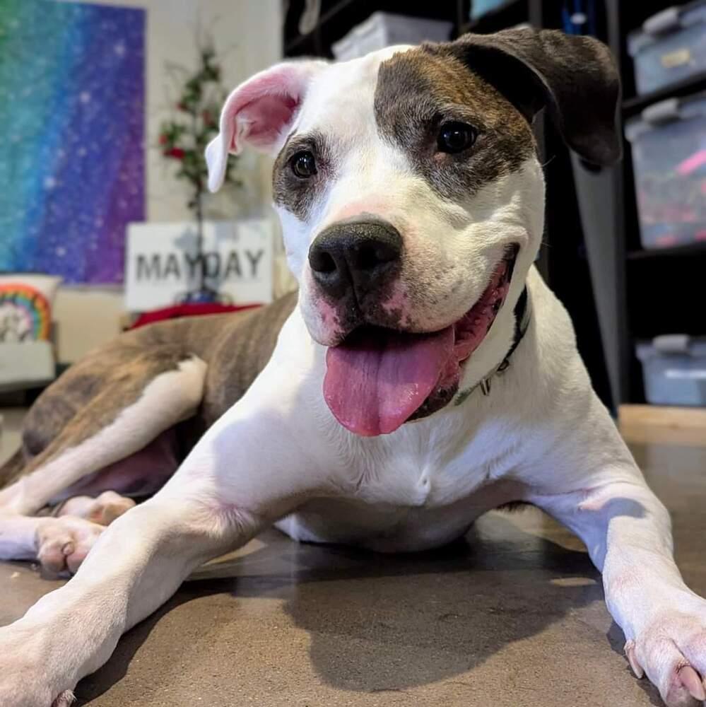 Enlarge Tooney, a Adoptable mixed breed in Phoenix, AZ image 1/6