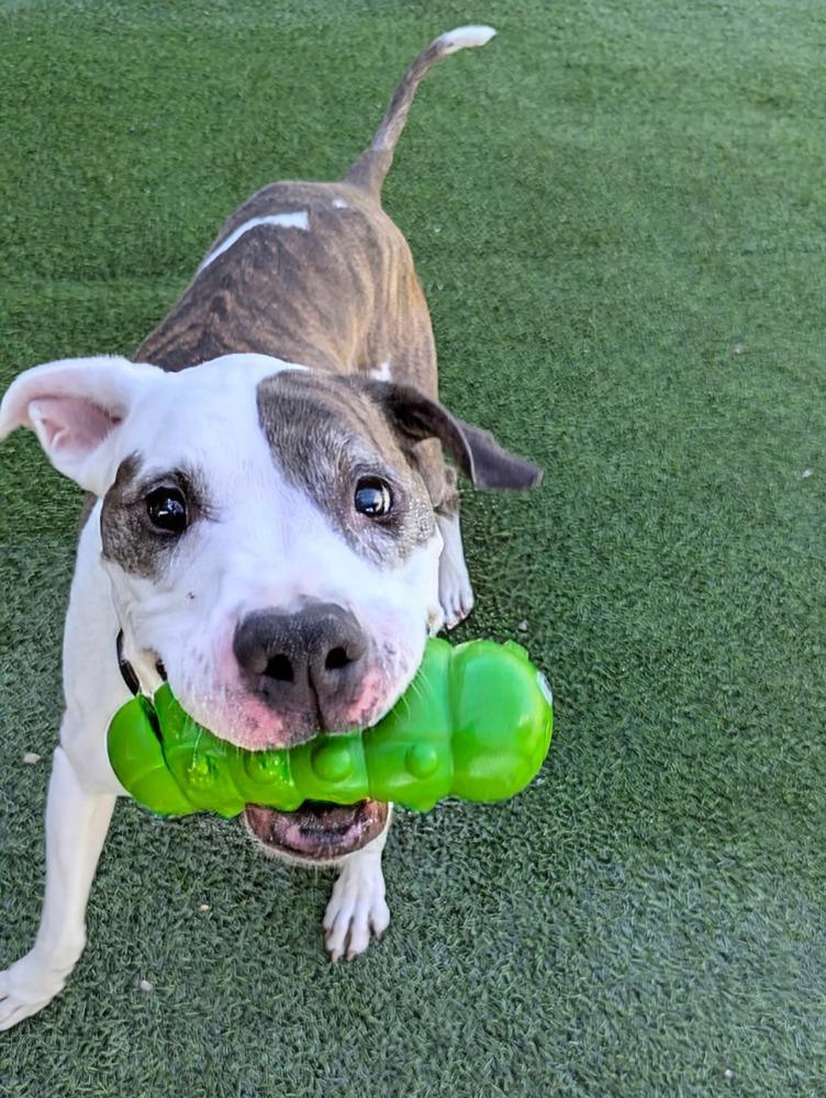 Enlarge Tooney, a Adoptable mixed breed in Phoenix, AZ image 2/6