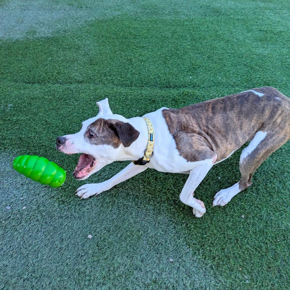 Enlarge Tooney, a Adoptable mixed breed in Phoenix, AZ image 3/6