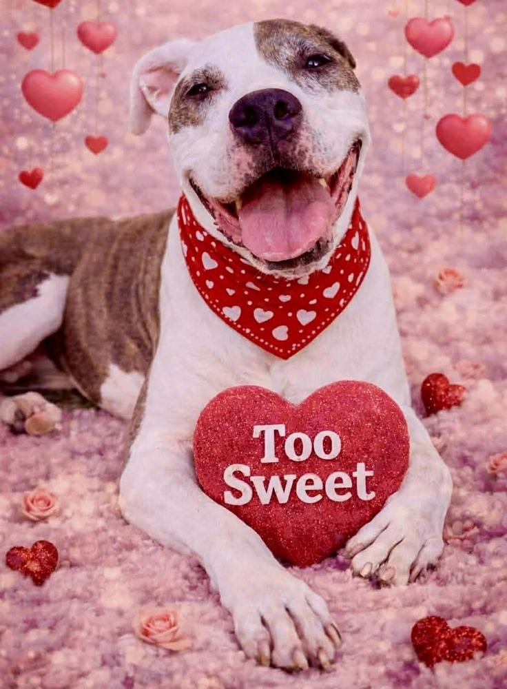 Enlarge Tooney, a Adoptable mixed breed in Phoenix, AZ image 4/6