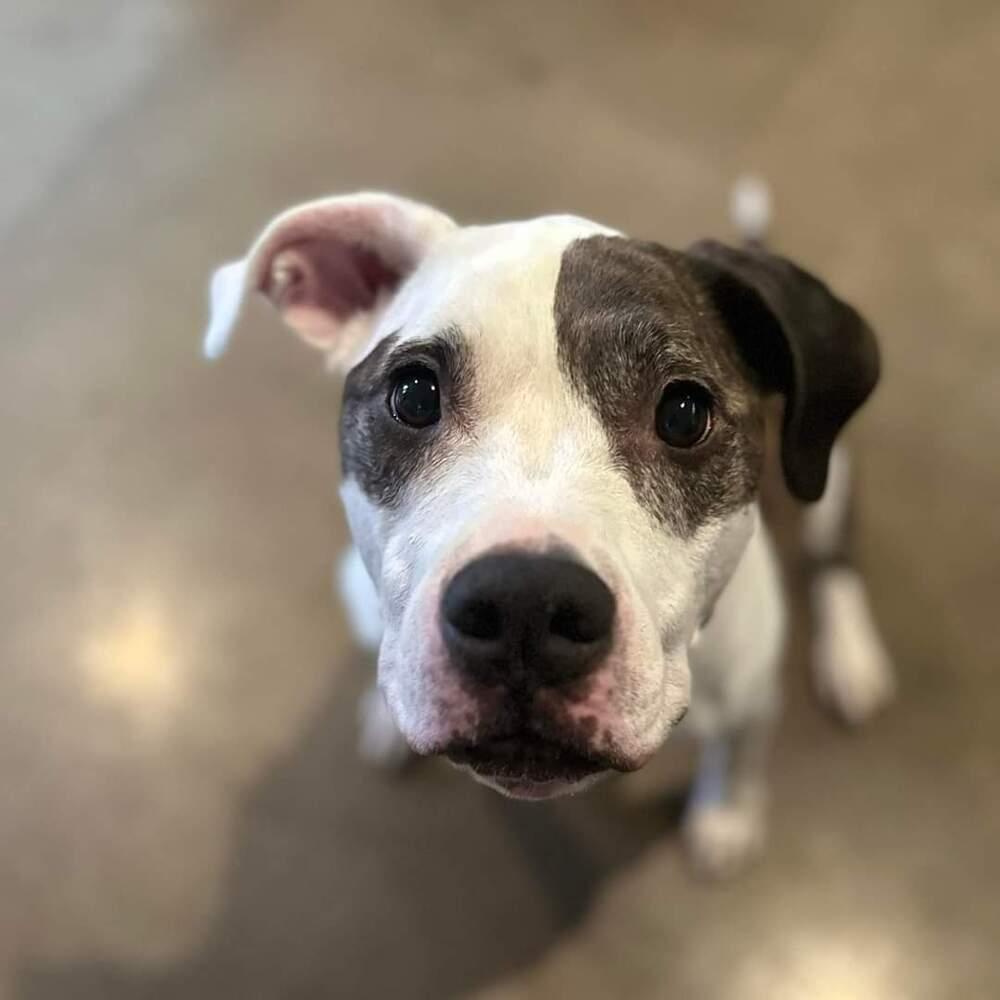 Enlarge Tooney, a Adoptable mixed breed in Phoenix, AZ image 4/6