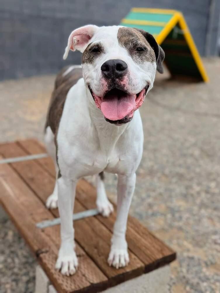 Enlarge Tooney, a Adoptable mixed breed in Phoenix, AZ image 5/6