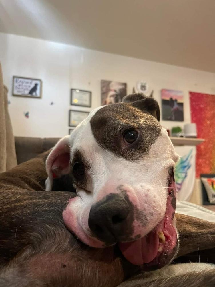 Enlarge Tooney, a Adoptable mixed breed in Phoenix, AZ image 6/6