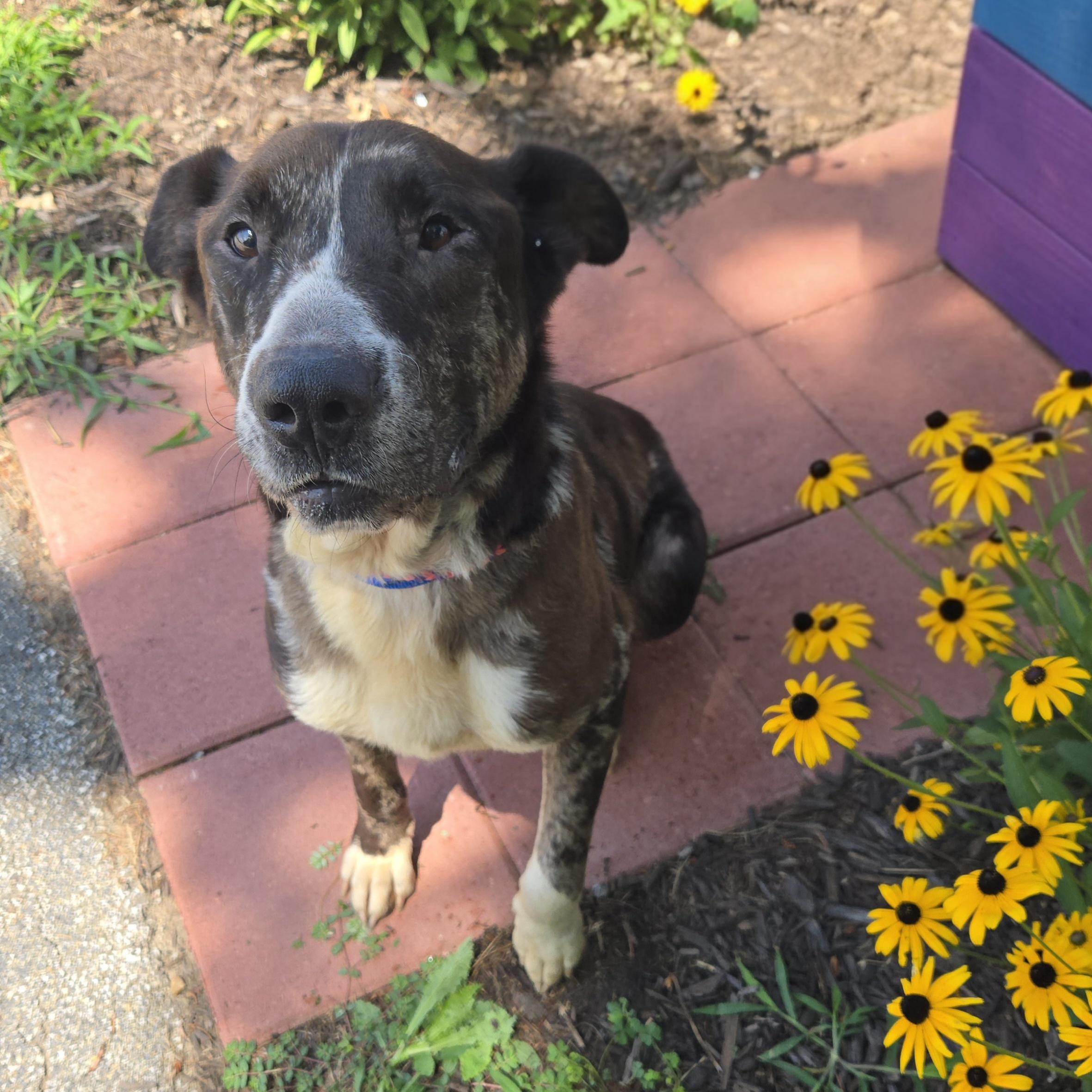 Enlarge Rudolph, a Adoptable Mixed Breed in Normal, IL image 5/6