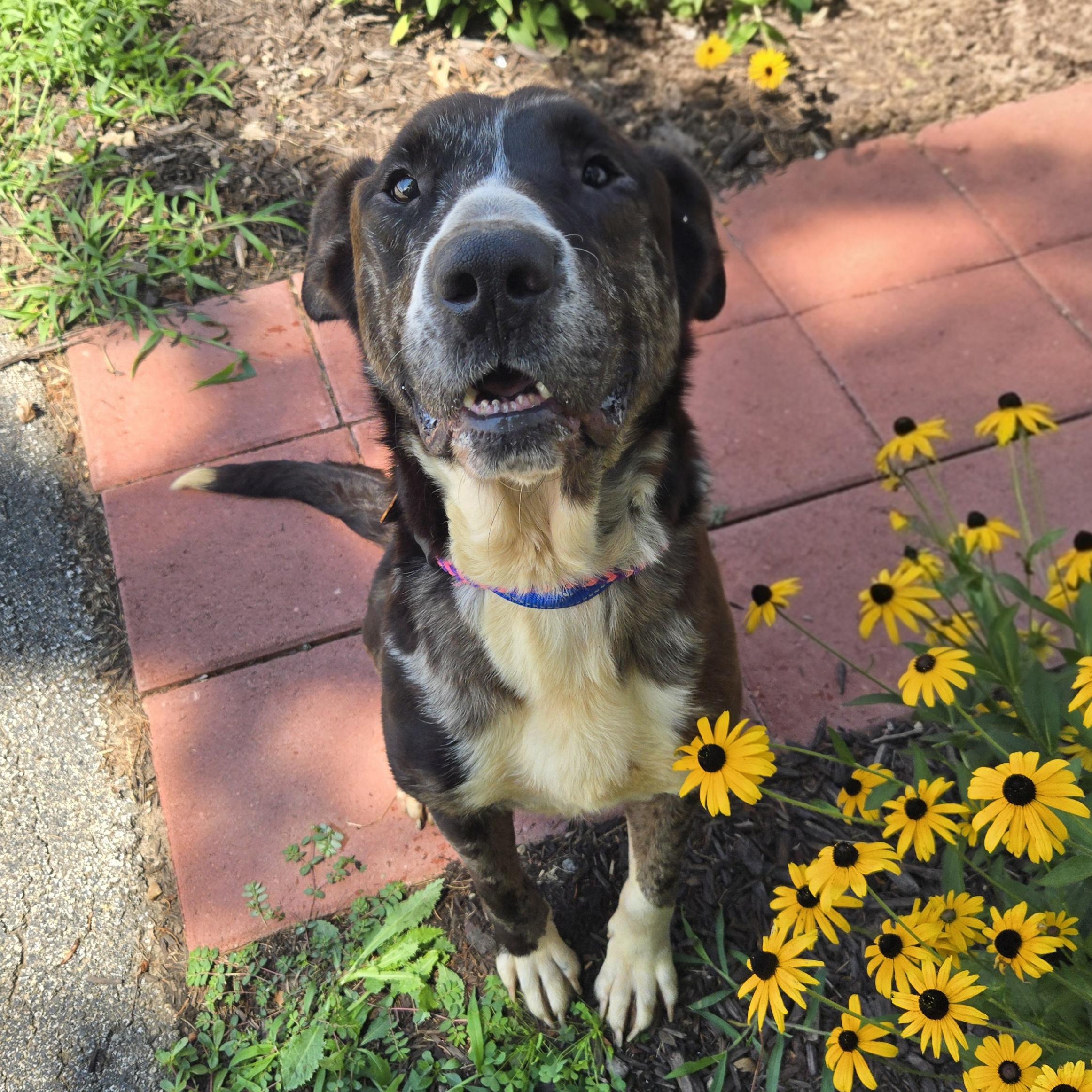 Enlarge Rudolph, a Adoptable Mixed Breed in Normal, IL image 3/6