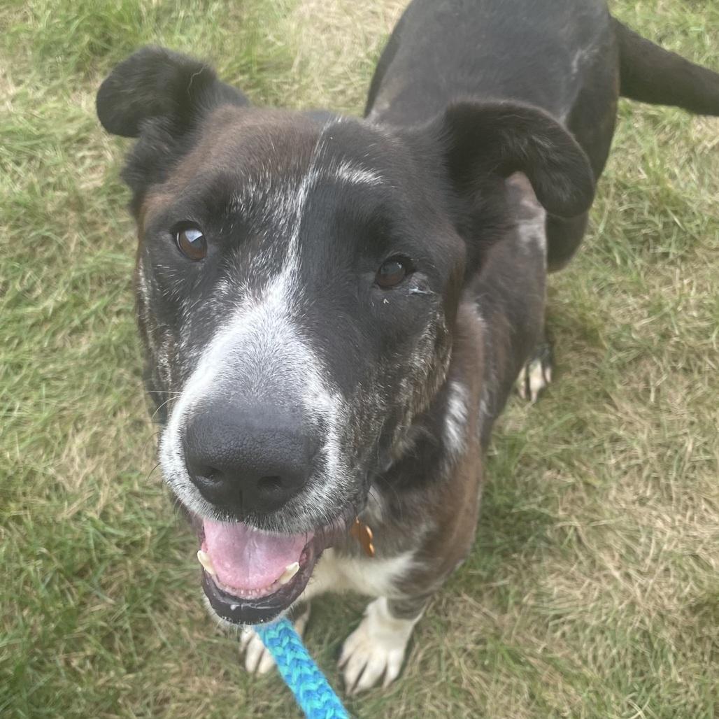 Enlarge Rudolph, a Adoptable Mixed Breed in Normal, IL image 4/6