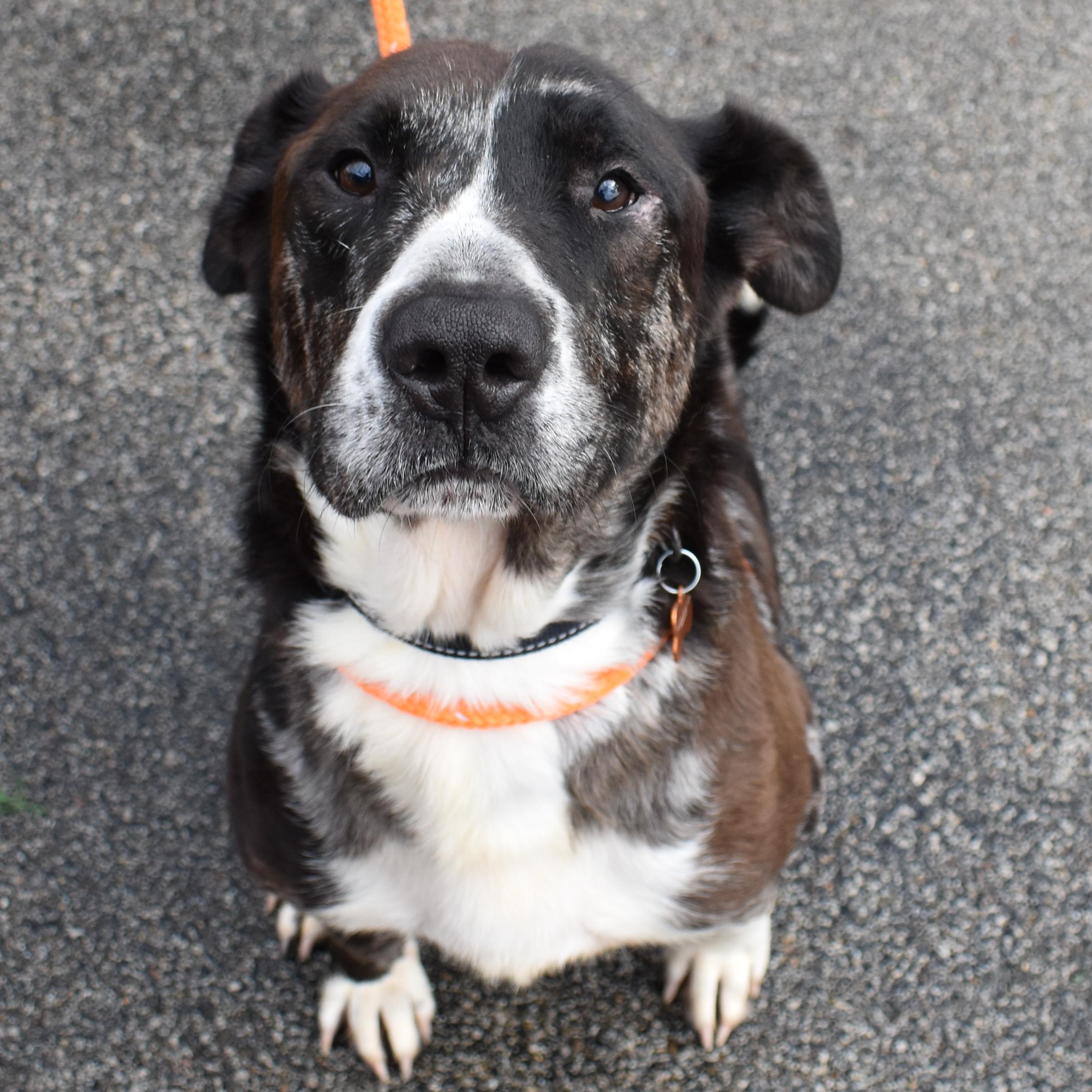 Enlarge Rudolph, a Adoptable Mixed Breed in Normal, IL image 6/6