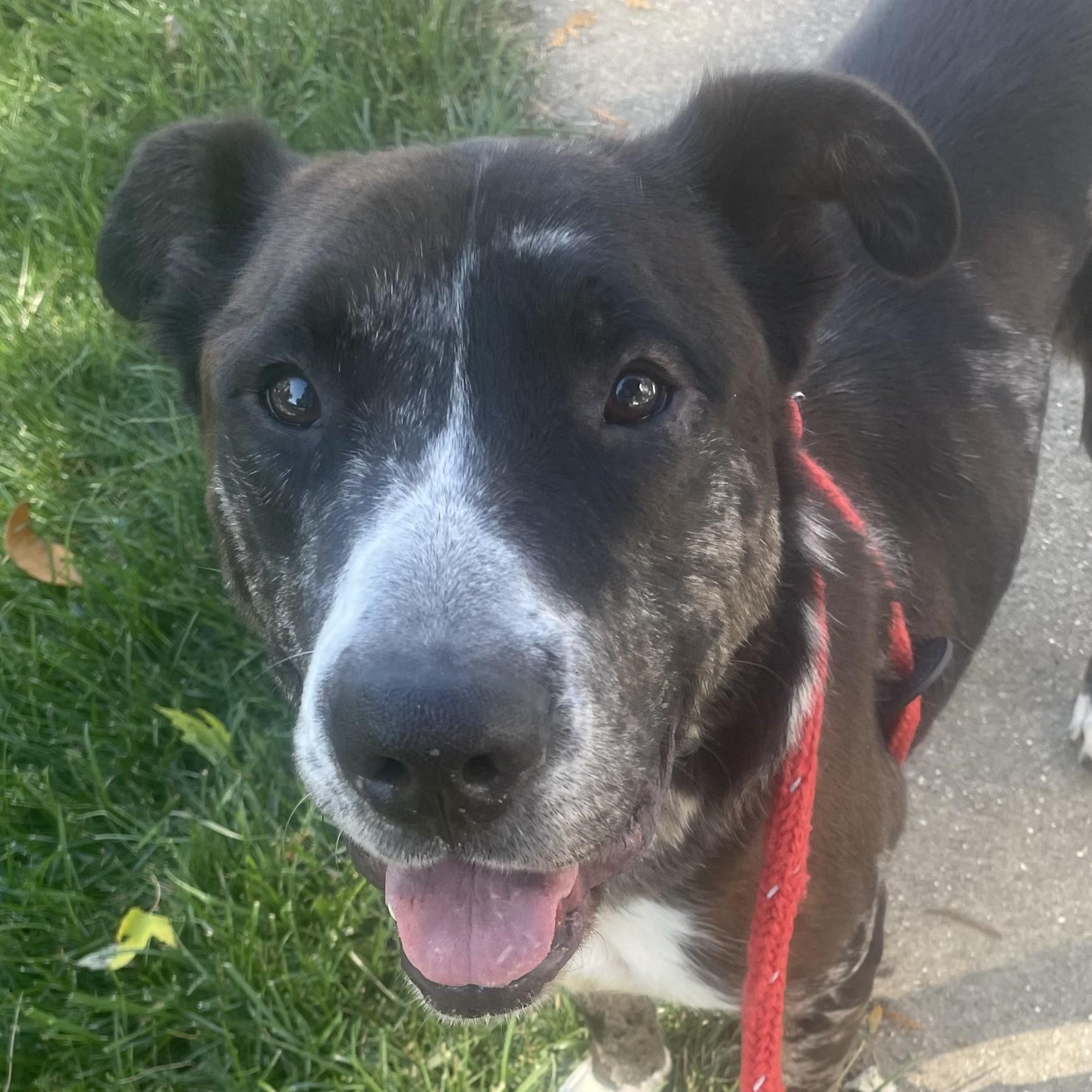 Enlarge Rudolph, a Adoptable Mixed Breed in Normal, IL image 1/6
