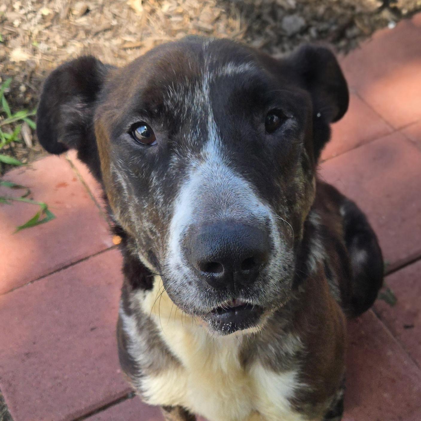 Enlarge Rudolph, a Adoptable Mixed Breed in Normal, IL image 2/6