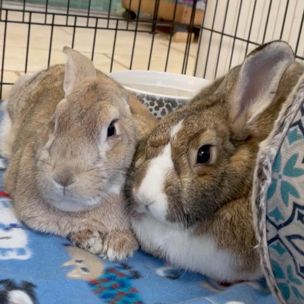 Sugar Pie / Kirby, Adoptable, Adult Female Dutch.